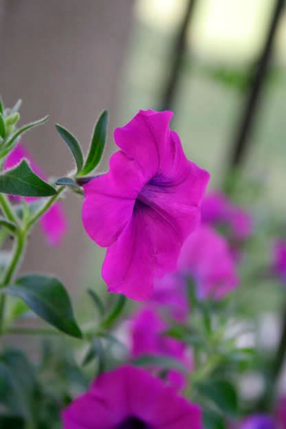 200 Purple LAURA BUSH PETUNIA Violacea Violet Perennial Trumpet Flower Seeds