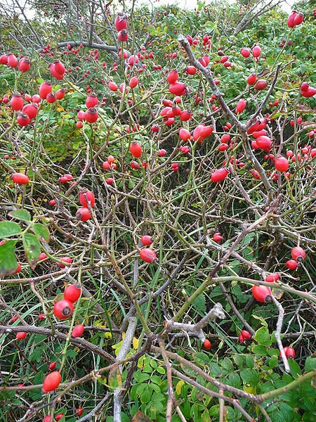 50 Thornless Pink DOG BRIER ROSE Bush Rosa Canina Inermis Victory Garden Fragrant Flower Seeds