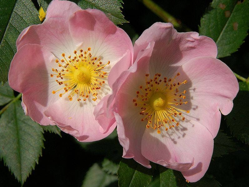 50 Thornless Pink DOG BRIER ROSE Bush Rosa Canina Inermis Victory Garden Fragrant Flower Seeds