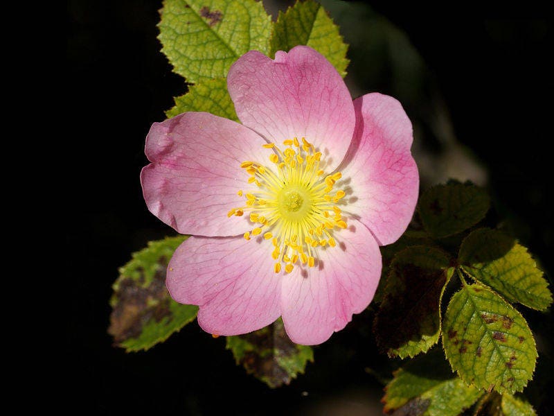 50 Thornless Pink DOG BRIER ROSE Bush Rosa Canina Inermis Victory Garden Fragrant Flower Seeds