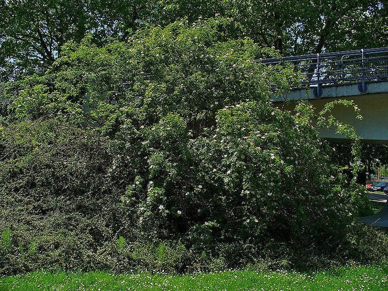 50 Thornless Pink DOG BRIER ROSE Bush Rosa Canina Inermis Victory Garden Fragrant Flower Seeds