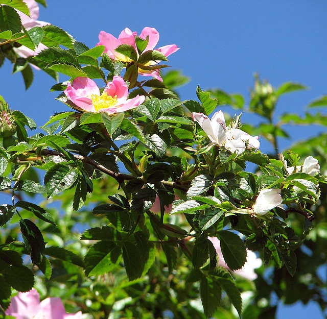 50 Thornless Pink DOG BRIER ROSE Bush Rosa Canina Inermis Victory Garden Fragrant Flower Seeds