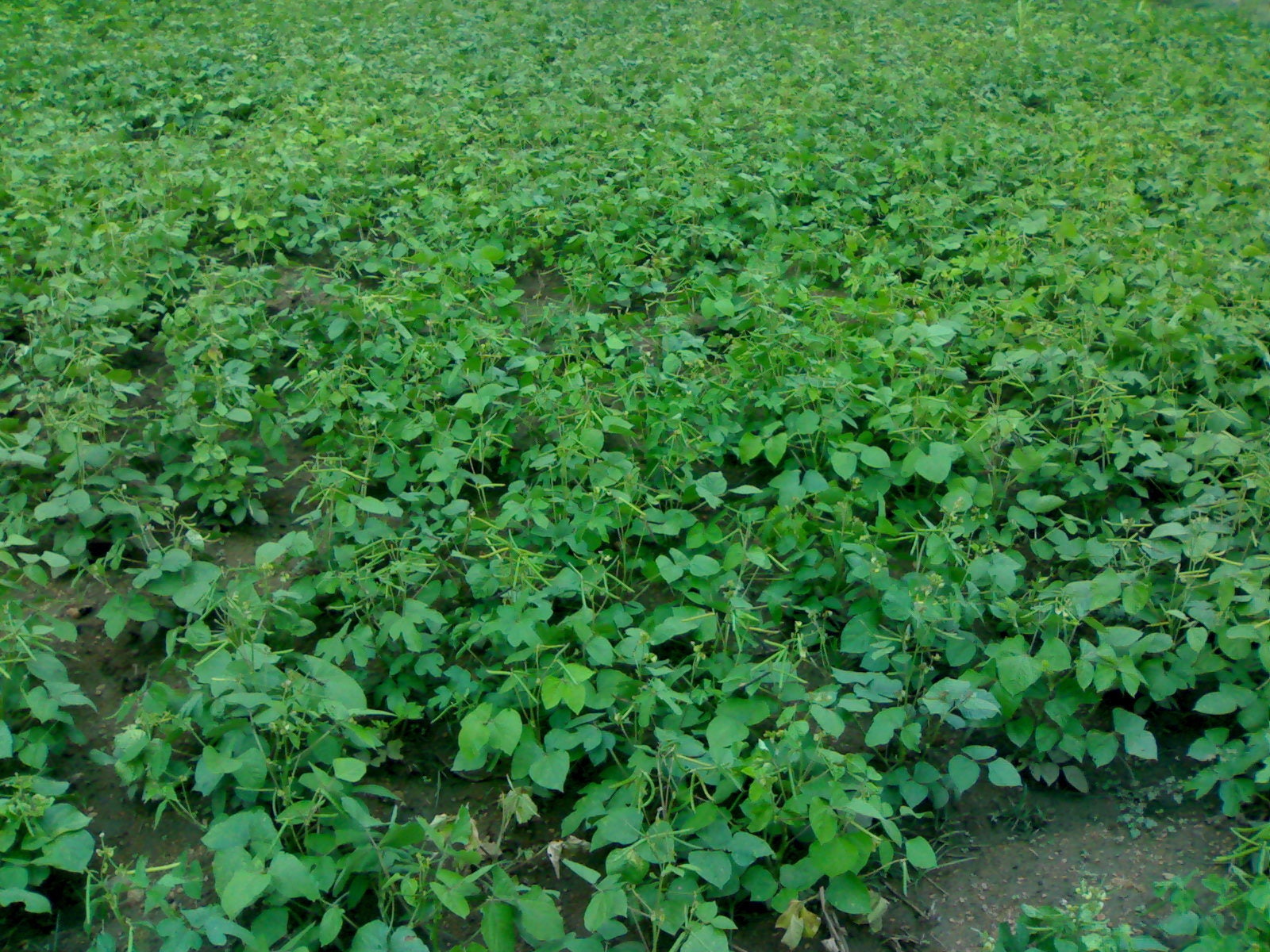 150 MUNG BEAN Moong Sprouts Golden Gram Green Vigna Radiata Vegetable Seeds