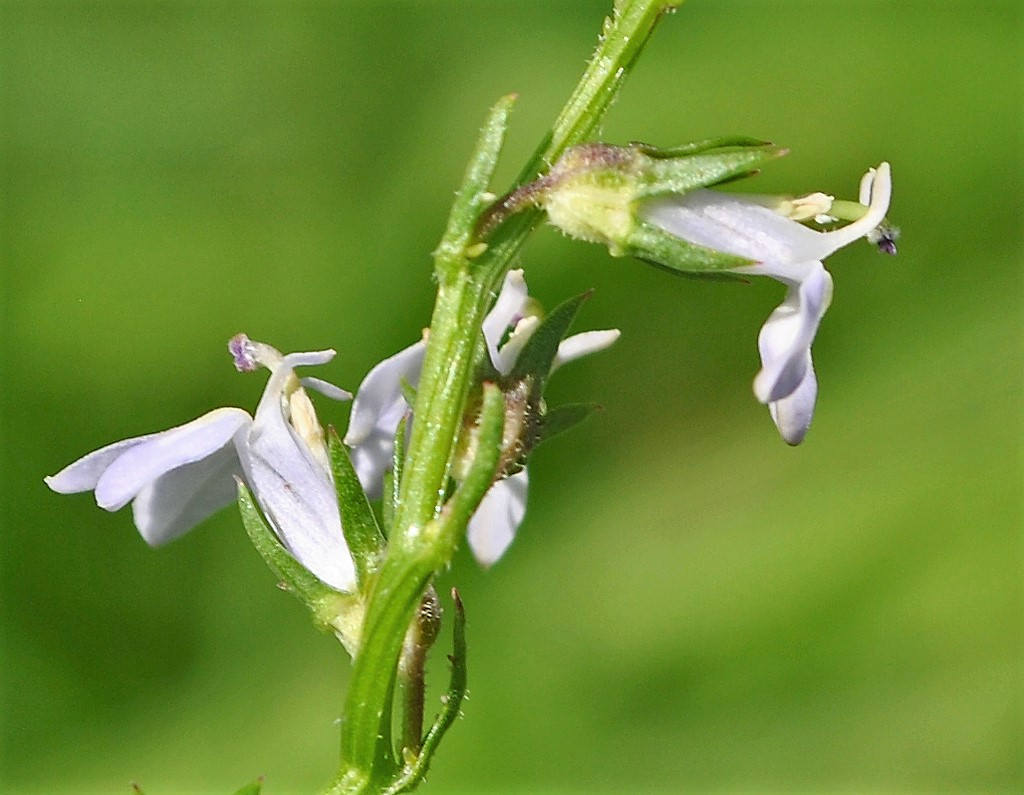300 PALESPIKE LOBELIA Upright Light Blue Pale Spiked Spicata Flower Seeds