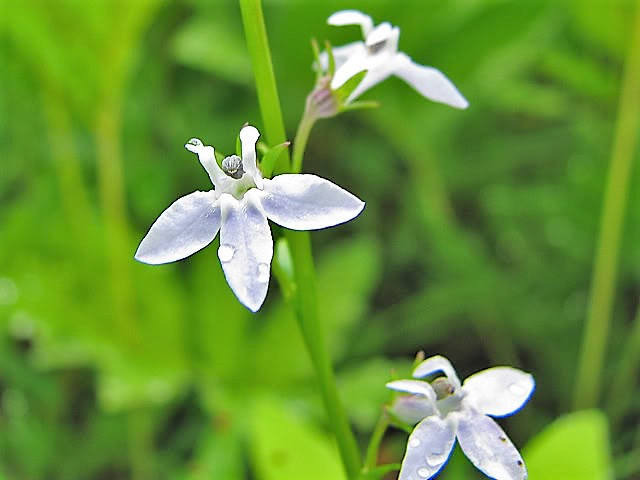 300 PALESPIKE LOBELIA Upright Light Blue Pale Spiked Spicata Flower Seeds