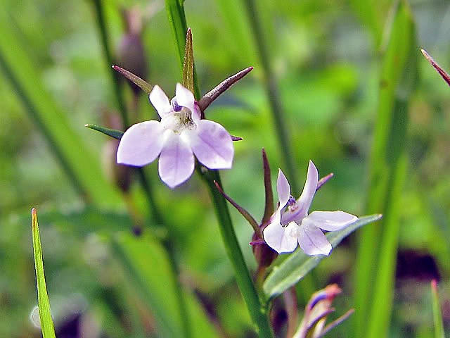 300 PALESPIKE LOBELIA Upright Light Blue Pale Spiked Spicata Flower Seeds