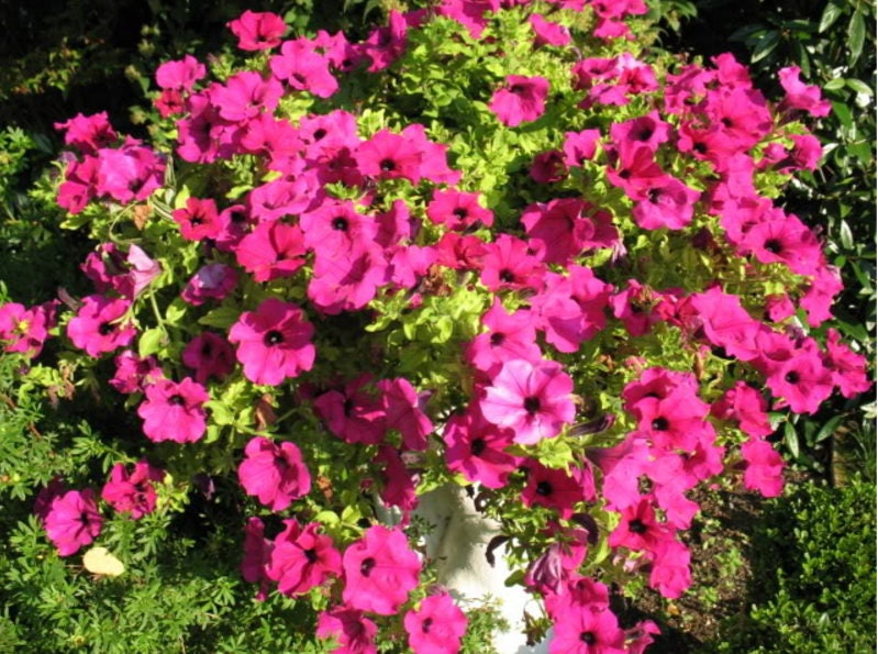 200 Pink LAURA BUSH PETUNIA Violacea Perennial Frilled Trumpet Flower Seeds