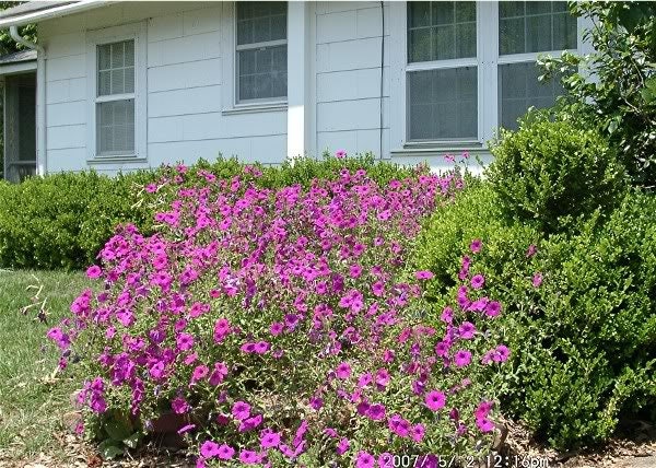 200 Pink LAURA BUSH PETUNIA Violacea Perennial Frilled Trumpet Flower Seeds