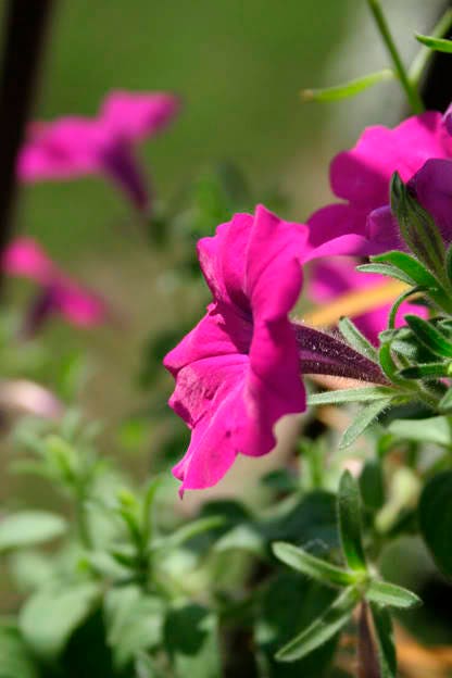 200 Pink LAURA BUSH PETUNIA Violacea Perennial Frilled Trumpet Flower Seeds