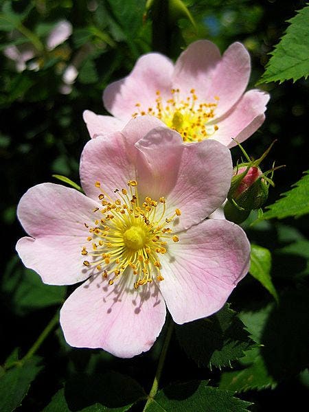 50 Thornless Pink DOG BRIER ROSE Bush Rosa Canina Inermis Victory Garden Fragrant Flower Seeds