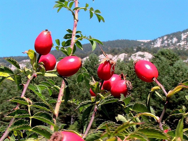 50 Thornless Pink DOG BRIER ROSE Bush Rosa Canina Inermis Victory Garden Fragrant Flower Seeds