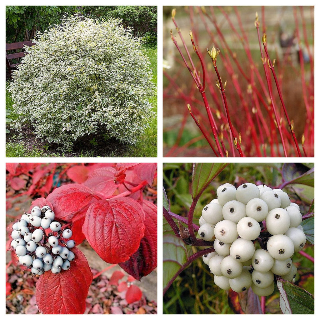 25 FIRE and ICE DOGWOOD Cornus Alba Shrub Tree Variegated Red Bark White Berry & Flower Seeds