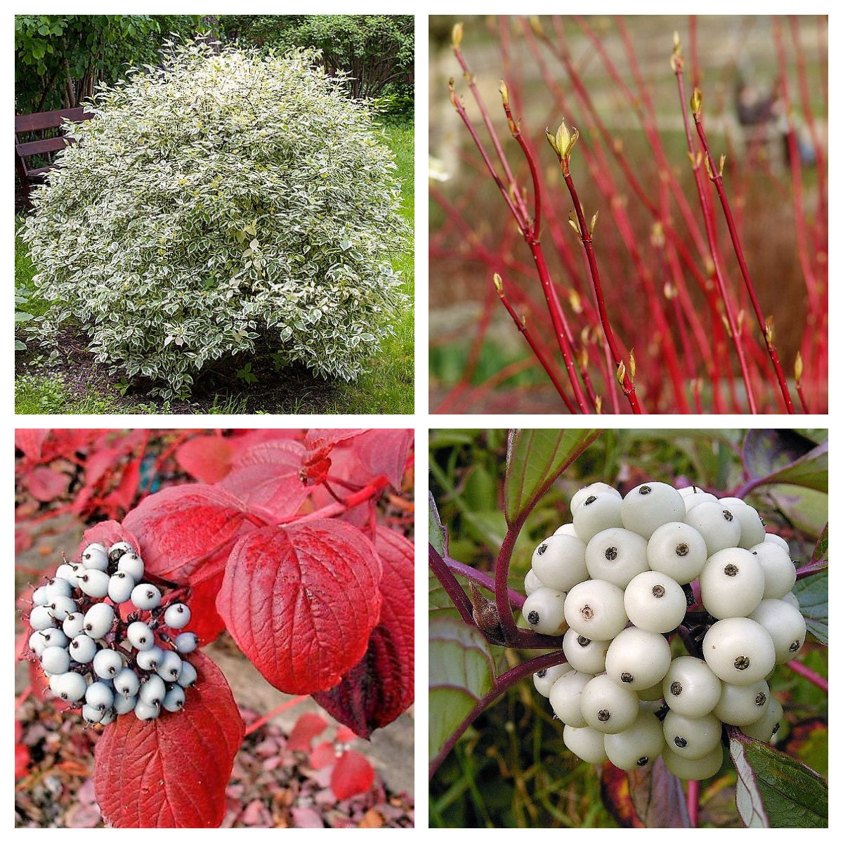 25 FIRE and ICE DOGWOOD Cornus Alba Shrub Tree Variegated Red Bark White Berry & Flower Seeds