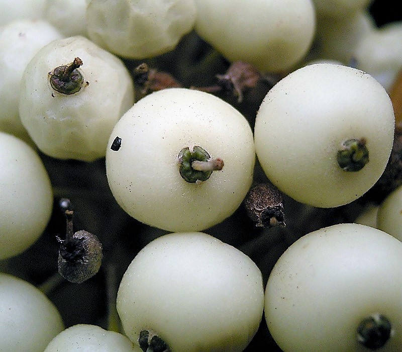 25 FIRE and ICE DOGWOOD Cornus Alba Shrub Tree Variegated Red Bark White Berry & Flower Seeds