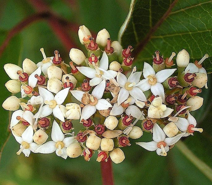 25 FIRE and ICE DOGWOOD Cornus Alba Shrub Tree Variegated Red Bark White Berry & Flower Seeds
