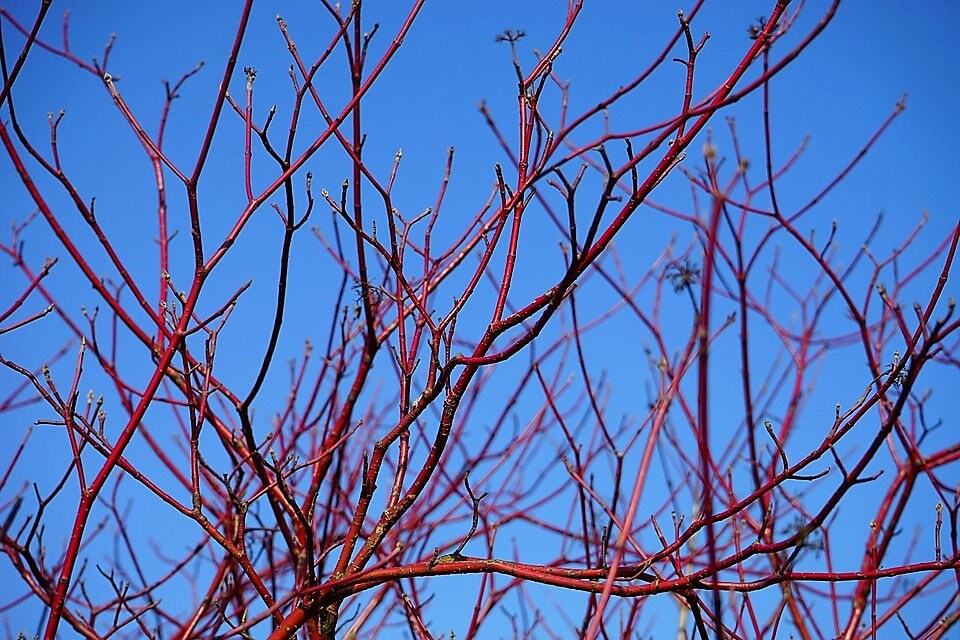 25 FIRE and ICE DOGWOOD Cornus Alba Shrub Tree Variegated Red Bark White Berry & Flower Seeds
