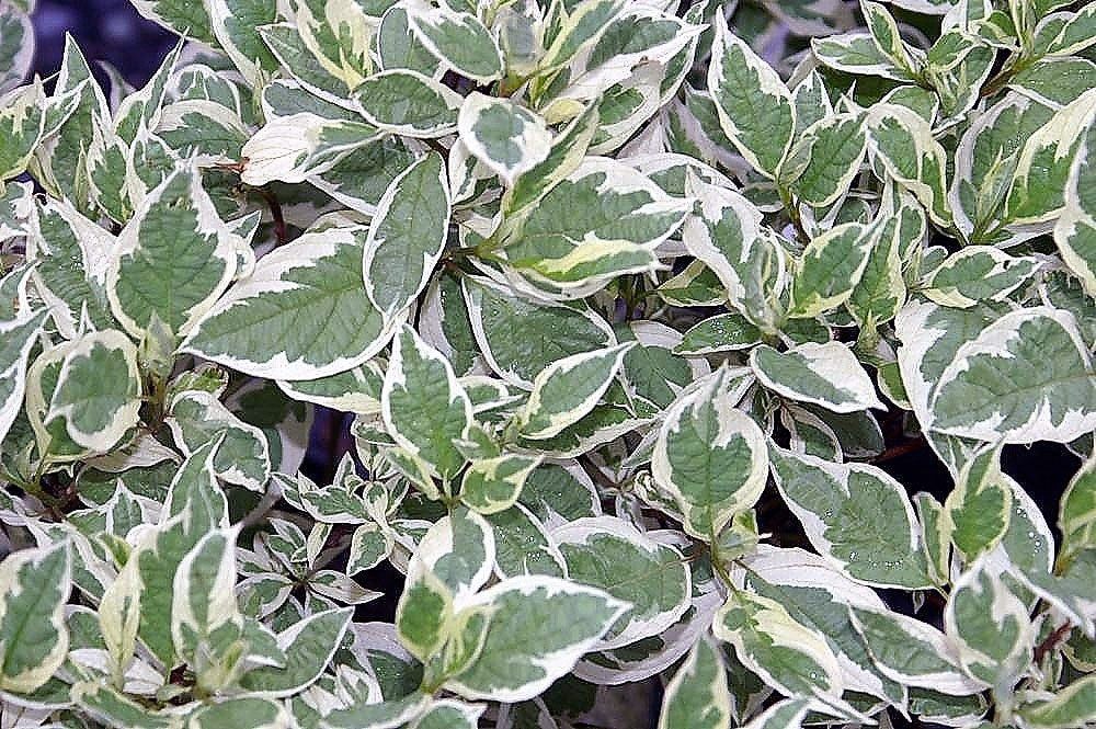 25 FIRE and ICE DOGWOOD Cornus Alba Shrub Tree Variegated Red Bark White Berry & Flower Seeds