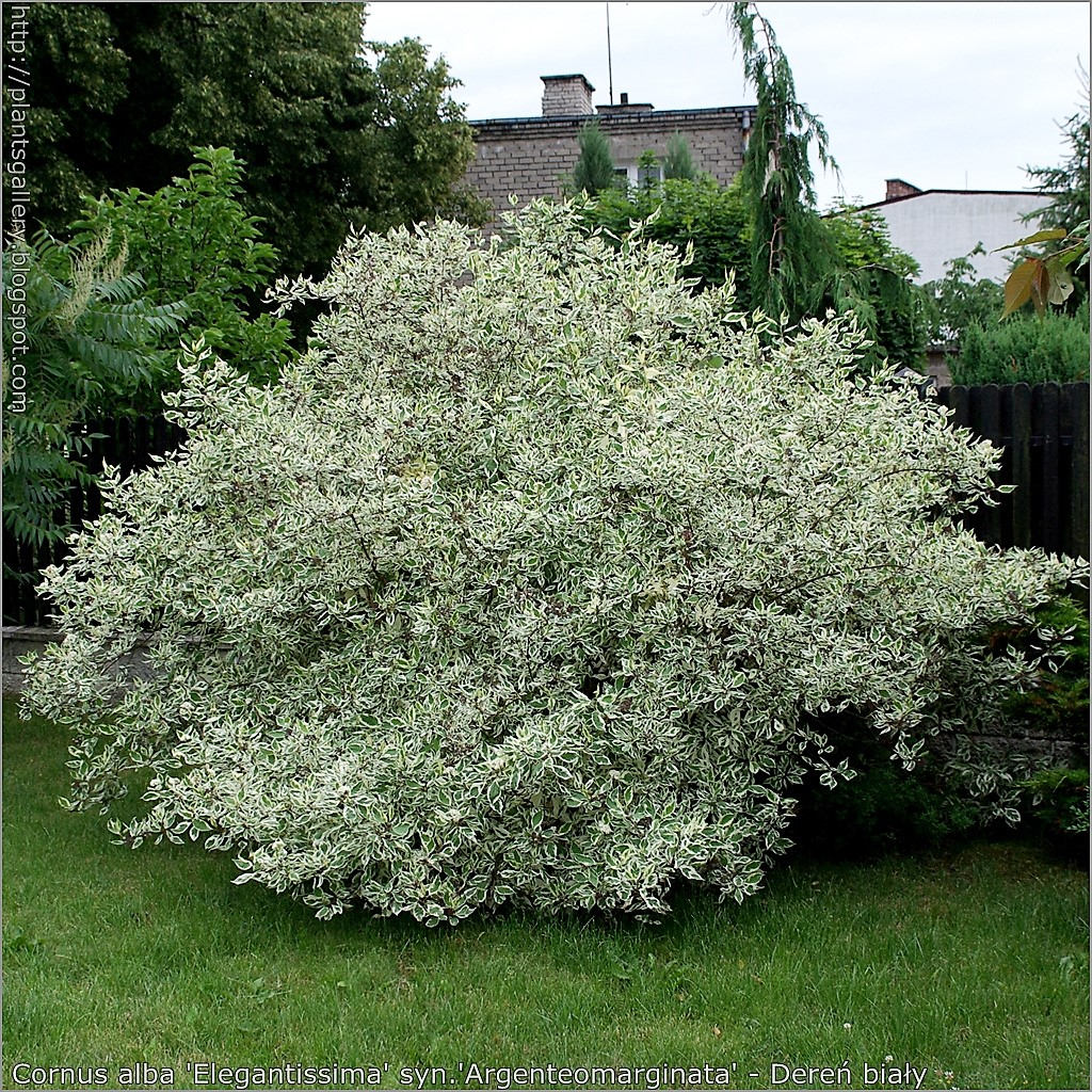 25 FIRE and ICE DOGWOOD Cornus Alba Shrub Tree Variegated Red Bark White Berry & Flower Seeds