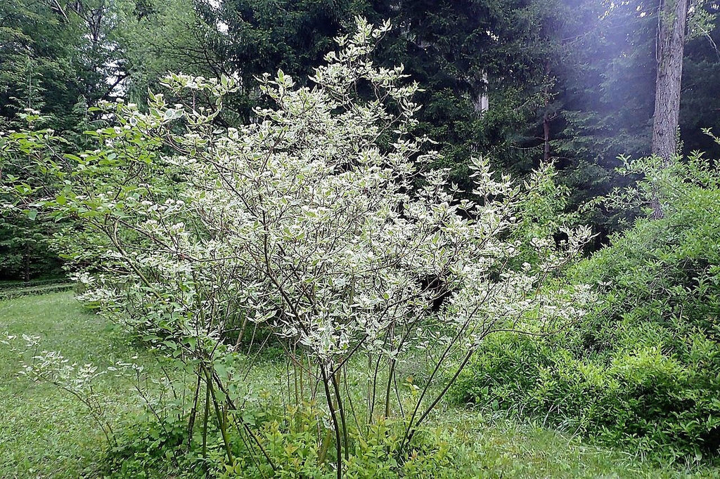 25 FIRE and ICE DOGWOOD Cornus Alba Shrub Tree Variegated Red Bark White Berry & Flower Seeds