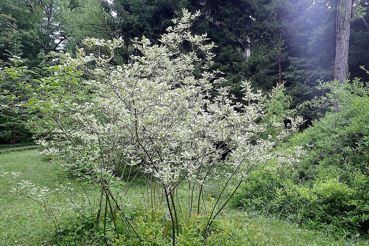 25 FIRE and ICE DOGWOOD Cornus Alba Shrub Tree Variegated Red Bark White Berry & Flower Seeds
