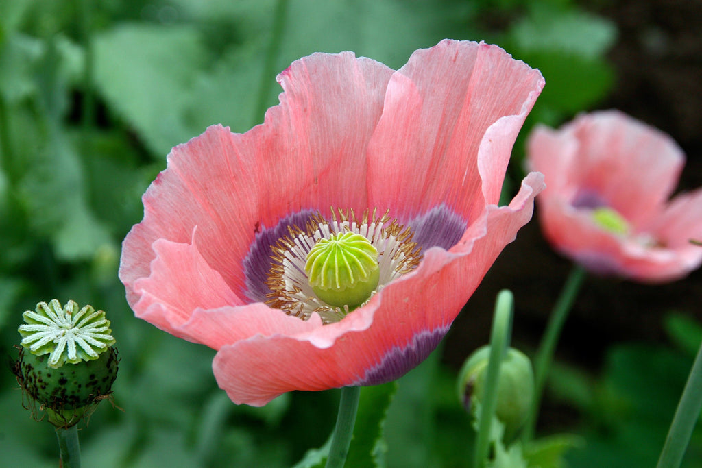 1000 POPPY " THE GIANT " Papaver Giganteum Pink & Purple Huge Pods Flower Seeds