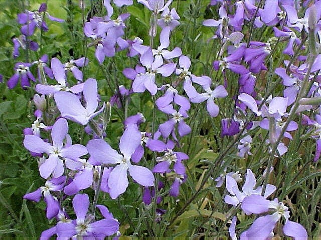 500 EVENING ( night ) SCENTED STOCK Matthiola Longipetala Bicornis Flower Seeds
