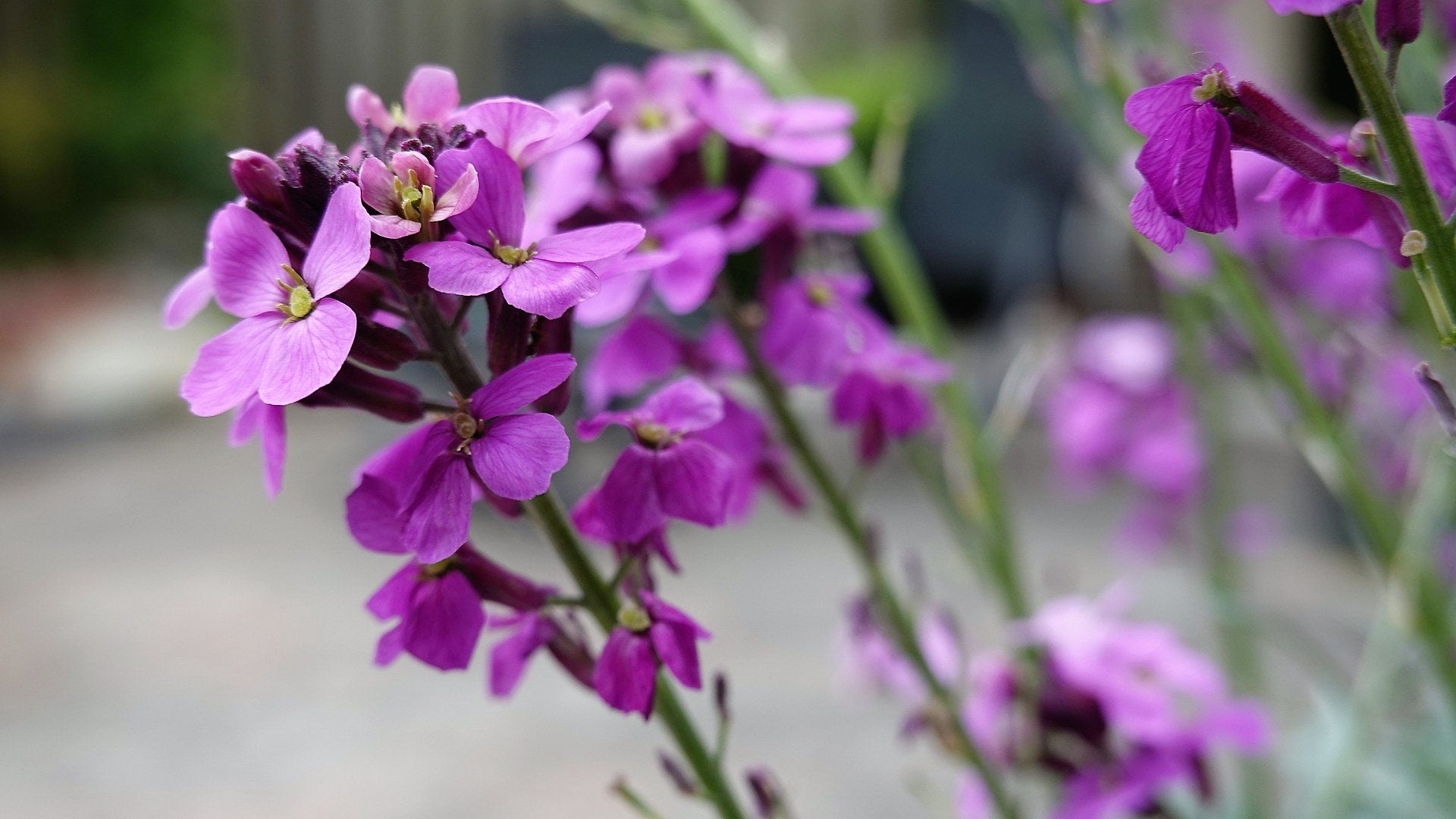 500 EVENING ( night ) SCENTED STOCK Matthiola Longipetala Bicornis Flower Seeds