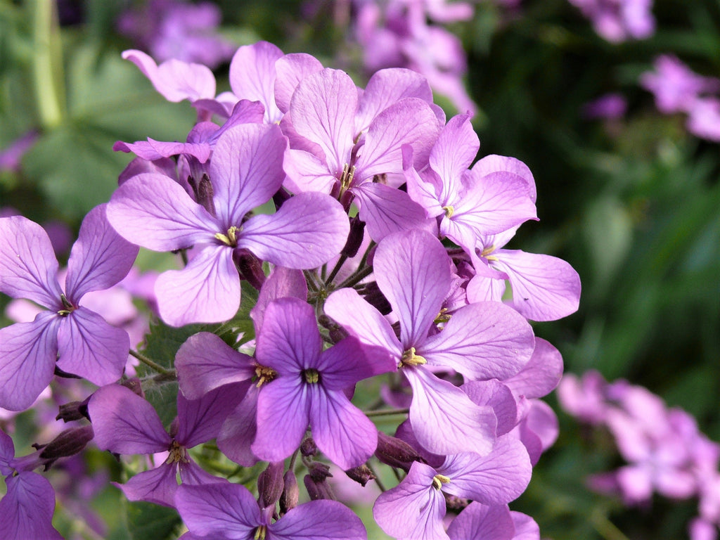 500 EVENING ( night ) SCENTED STOCK Matthiola Longipetala Bicornis Flower Seeds