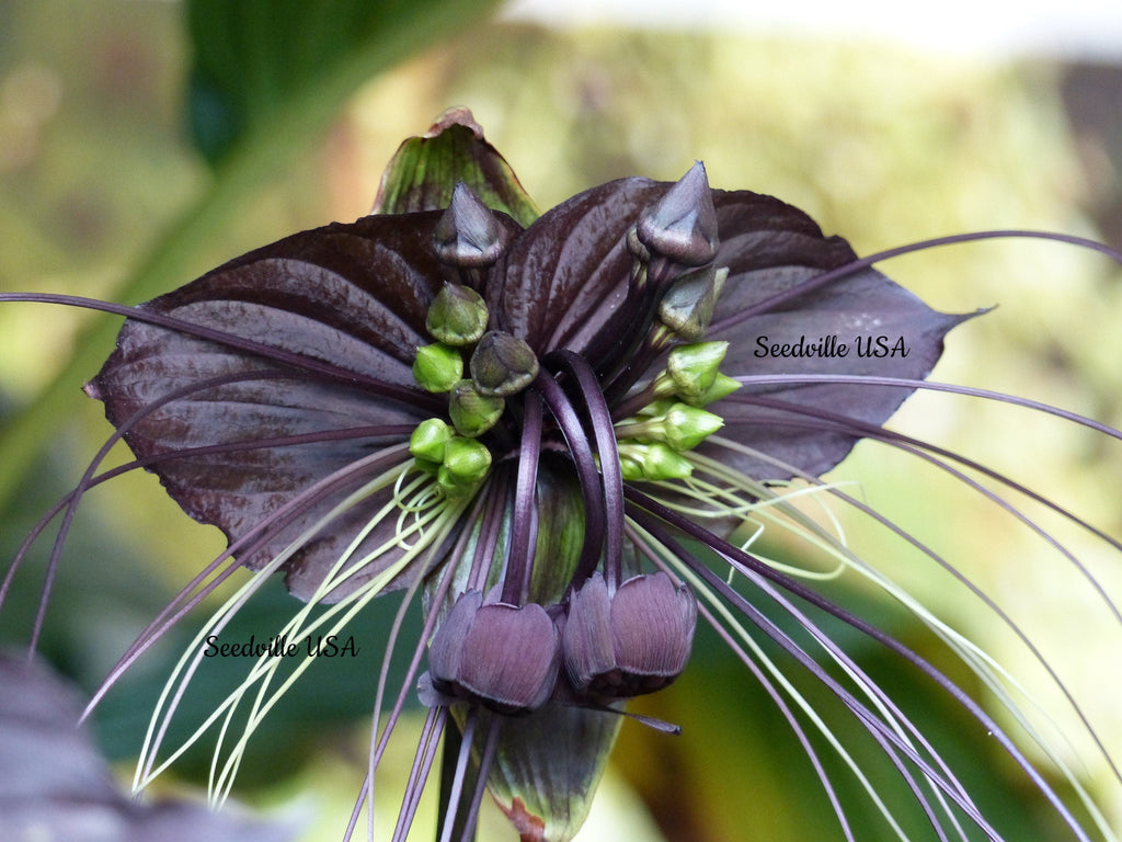 5 BLACK BAT FLOWER ( Cats Whiskers / Devil Flower ) Tacca Chantrieri Flower Seeds