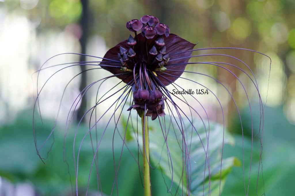 5 BLACK BAT FLOWER ( Cats Whiskers / Devil Flower ) Tacca Chantrieri Flower Seeds