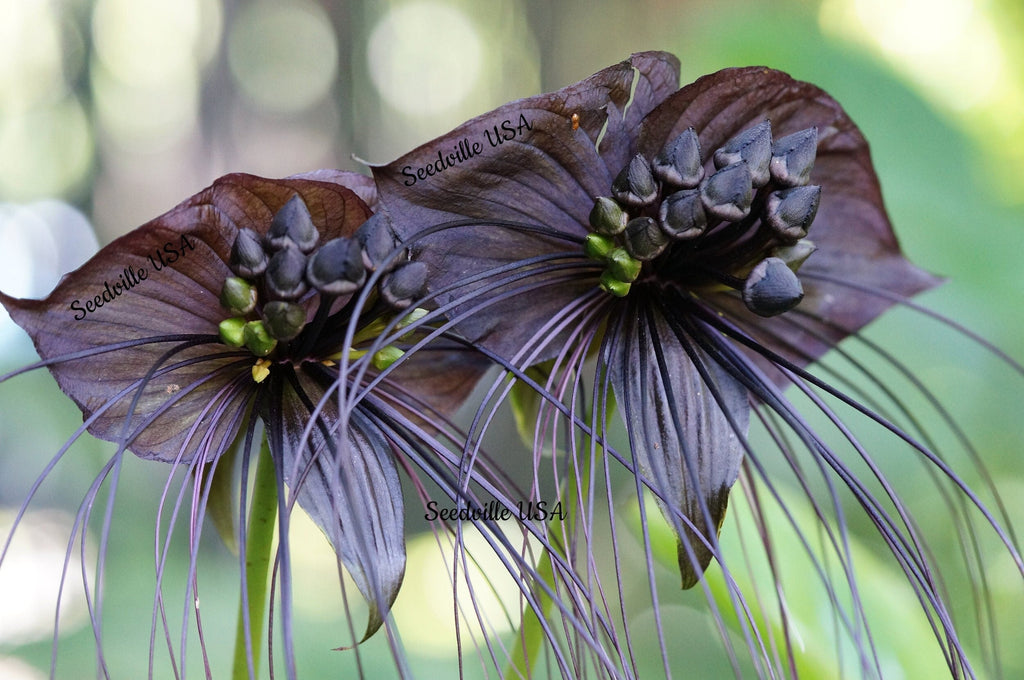 5 BLACK BAT FLOWER ( Cats Whiskers / Devil Flower ) Tacca Chantrieri Flower Seeds
