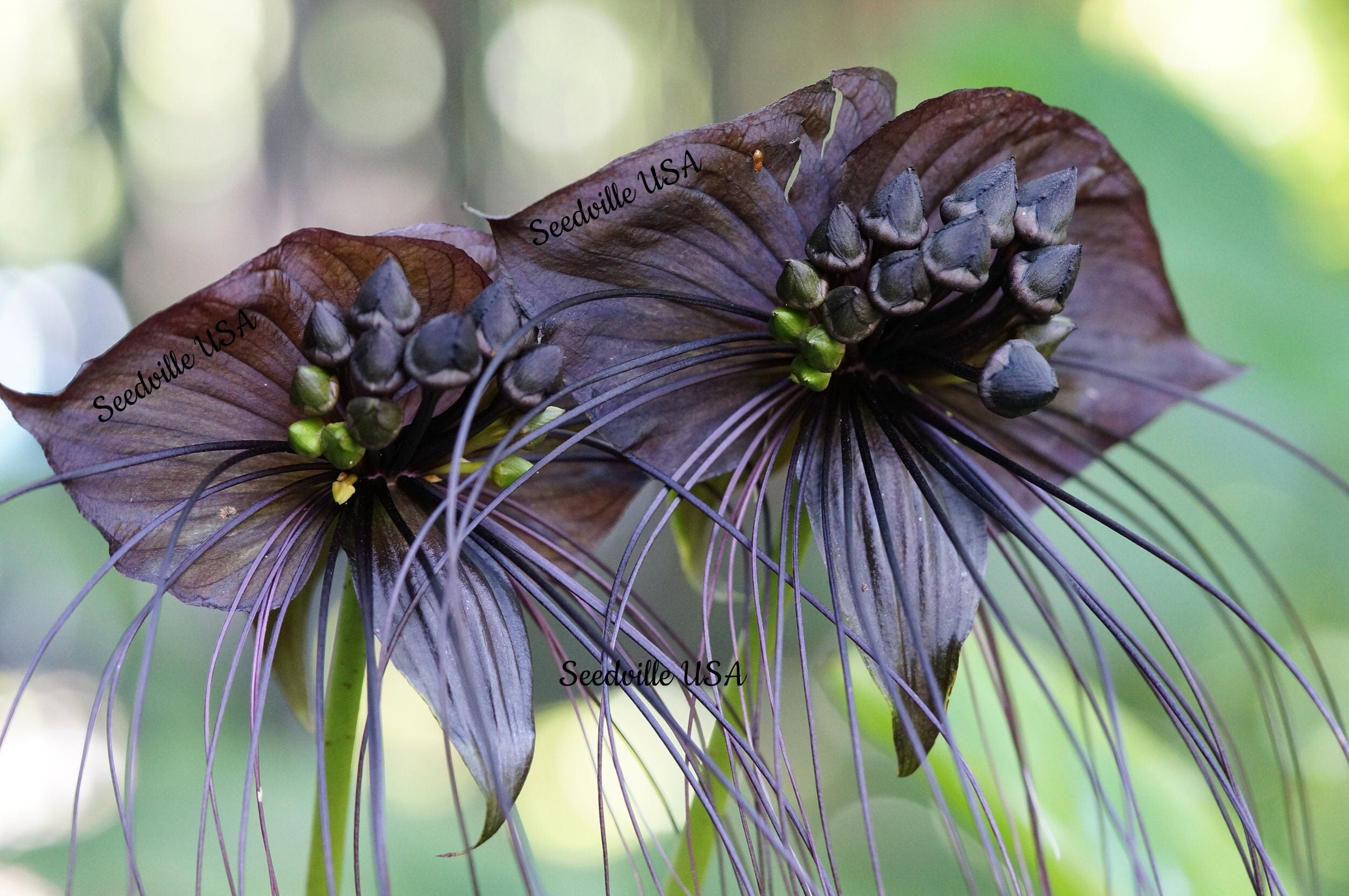 5 BLACK BAT FLOWER ( Cats Whiskers / Devil Flower ) Tacca Chantrieri Flower Seeds