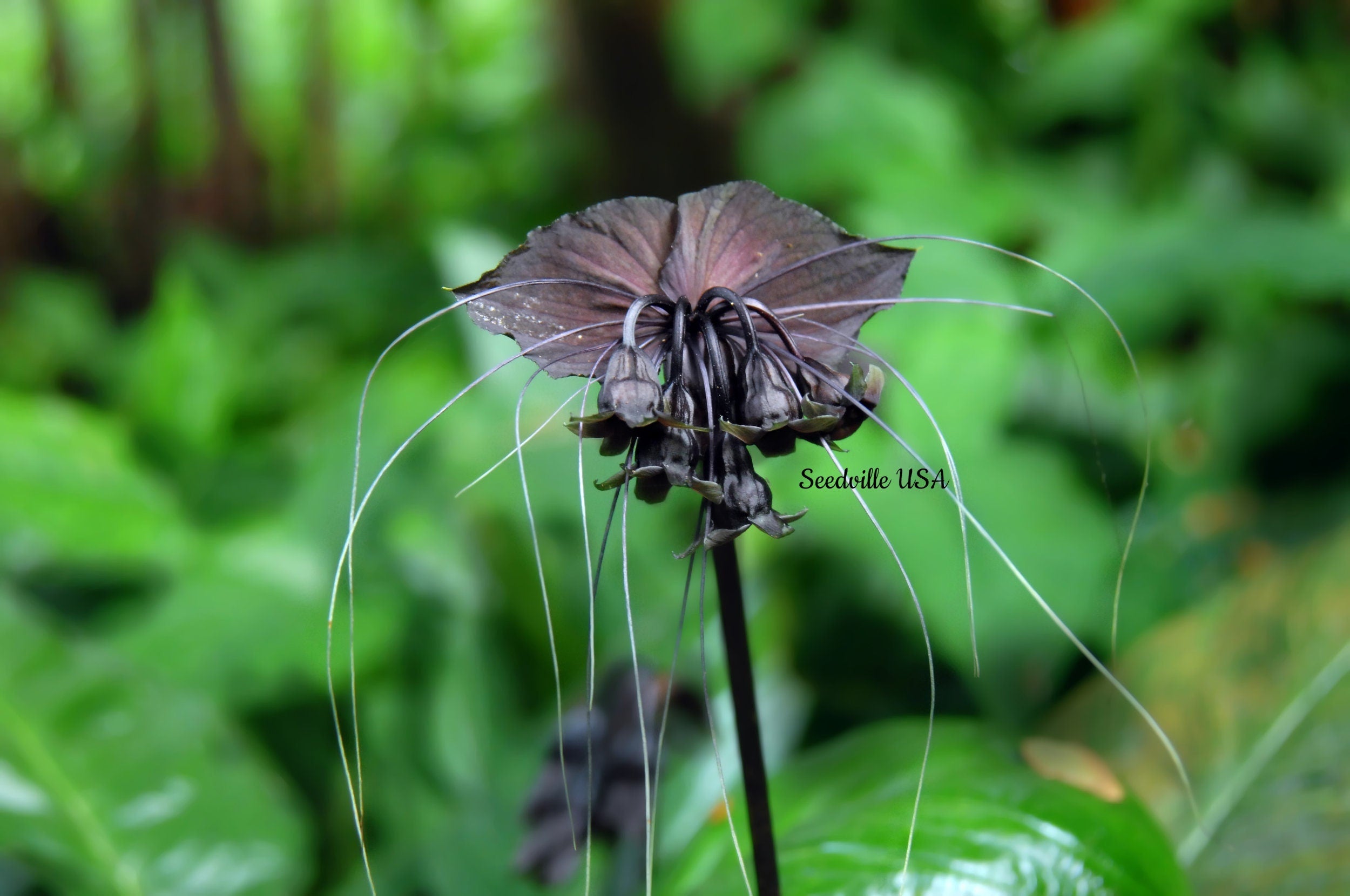 5 BLACK BAT FLOWER ( Cats Whiskers / Devil Flower ) Tacca Chantrieri Flower Seeds