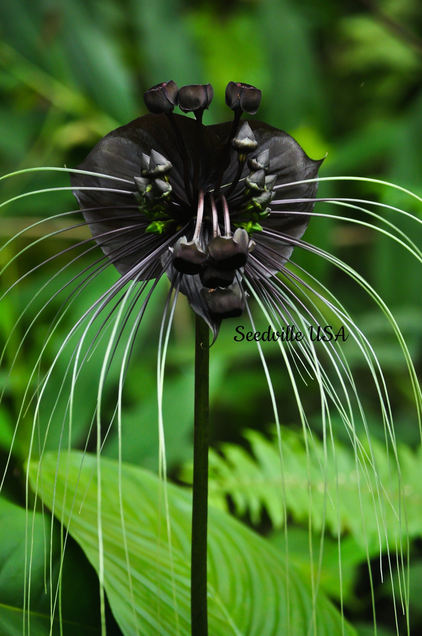5 BLACK BAT FLOWER ( Cats Whiskers / Devil Flower ) Tacca Chantrieri Flower Seeds
