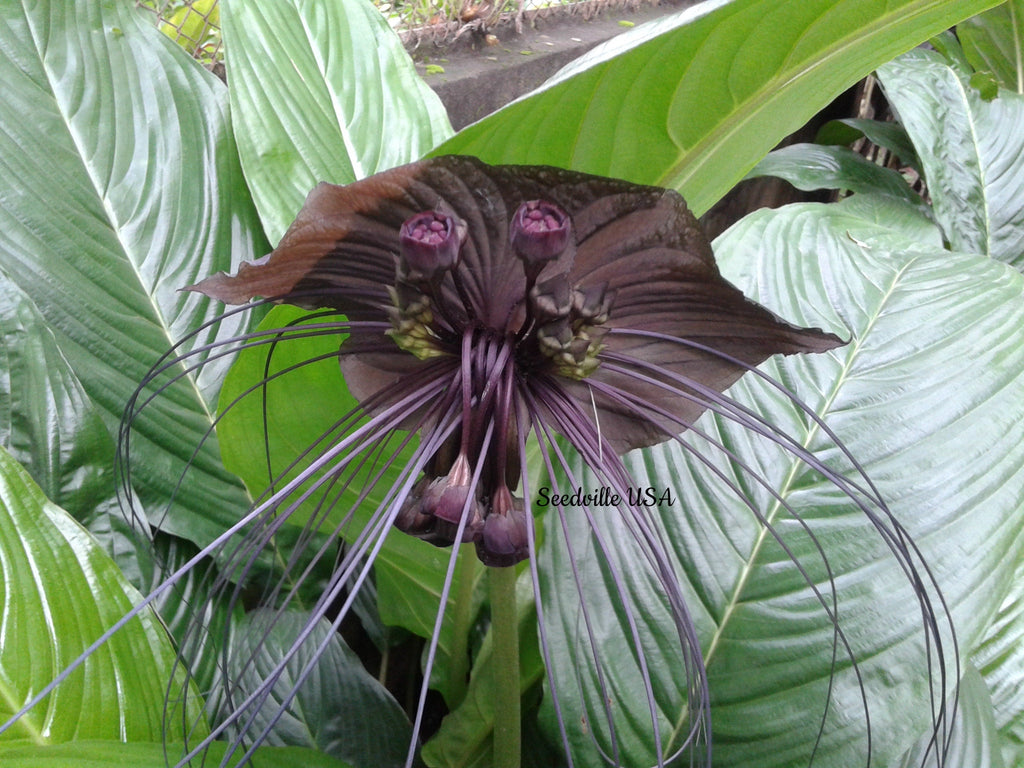 5 BLACK BAT FLOWER ( Cats Whiskers / Devil Flower ) Tacca Chantrieri Flower Seeds