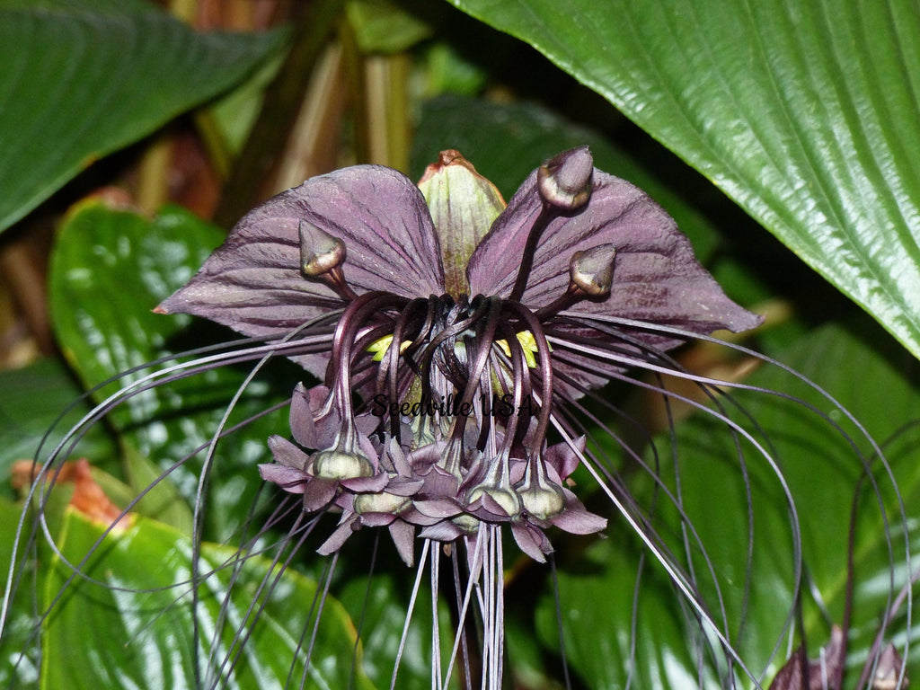 5 BLACK BAT FLOWER ( Cats Whiskers / Devil Flower ) Tacca Chantrieri Flower Seeds