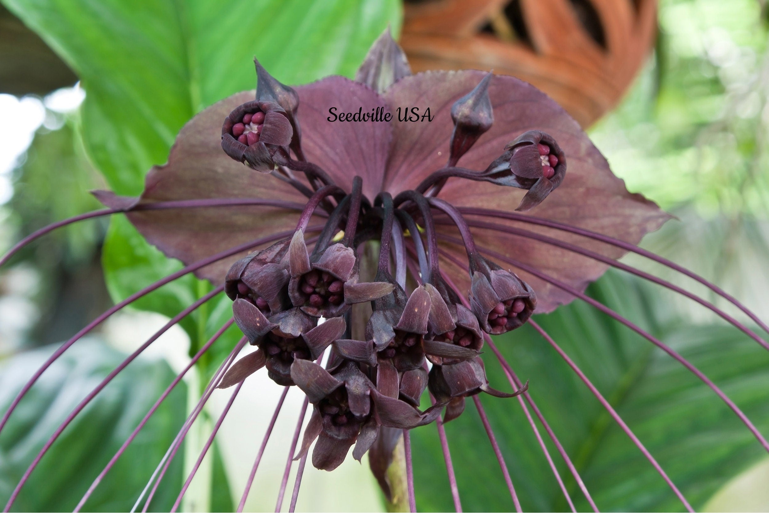 5 BLACK BAT FLOWER ( Cats Whiskers / Devil Flower ) Tacca Chantrieri Flower Seeds