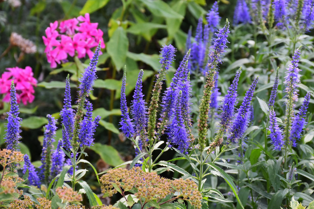 50 Mixed Colors VERONICA SIGHTSEEING MIXTURE (Spike Speedwell) Veronica Spicata Flower Seeds