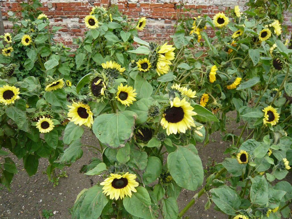Branching Sunflower Valentine Heirloom Seeds