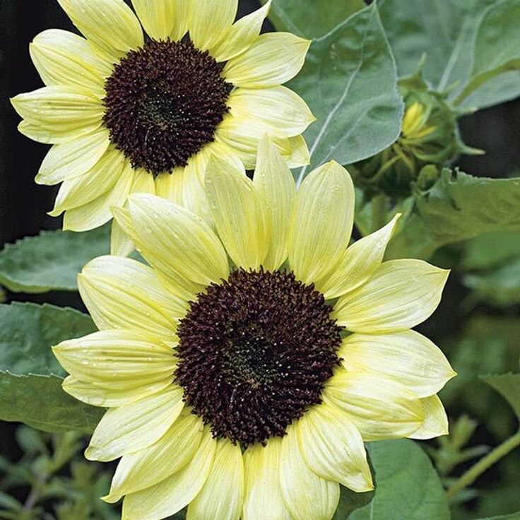 Branching Sunflower Valentine Heirloom Seeds