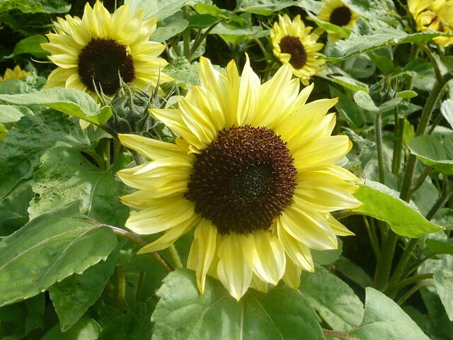 Branching Sunflower Valentine Heirloom Seeds