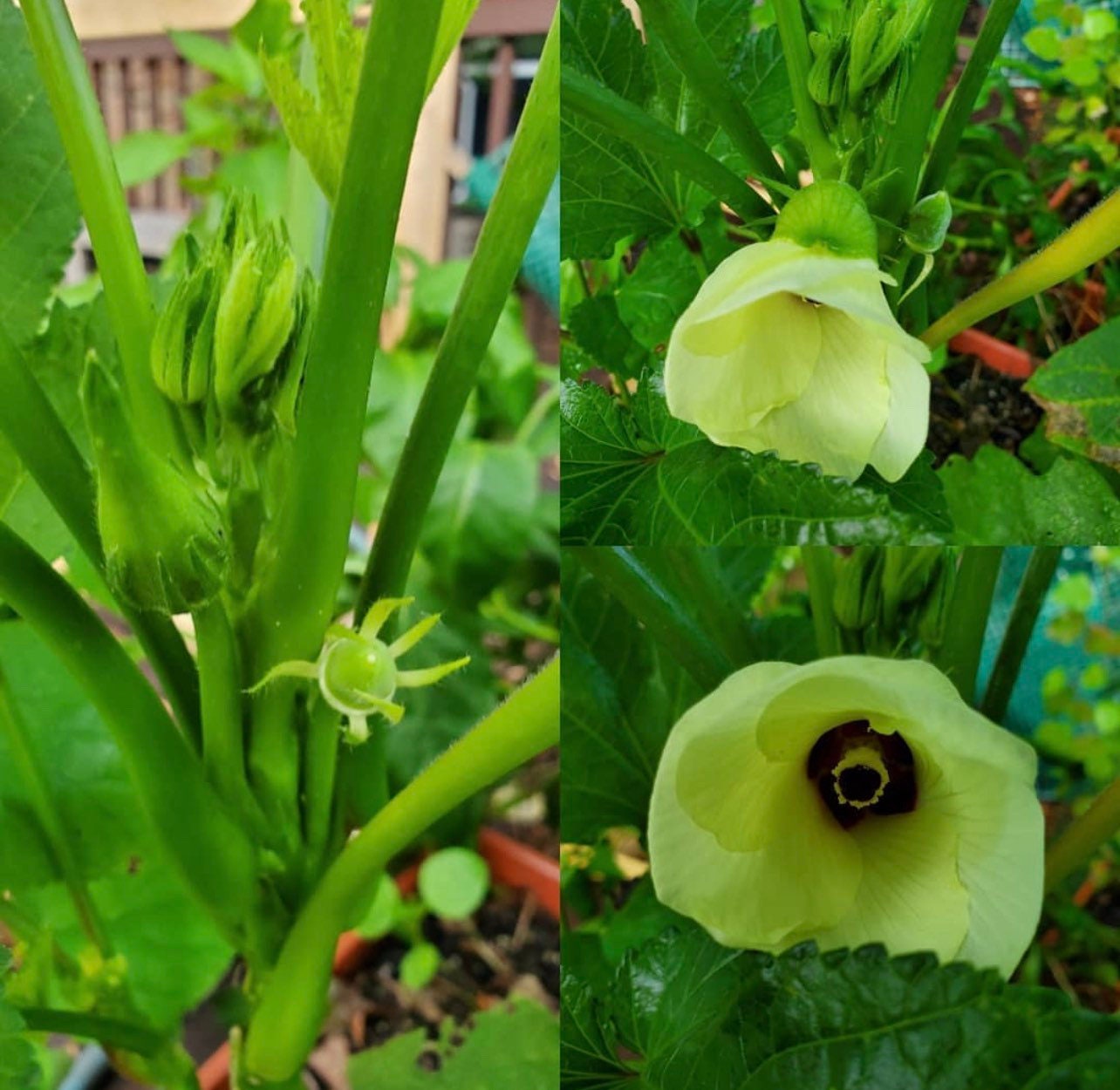 Baby Bubba Dwarf Okra Seeds