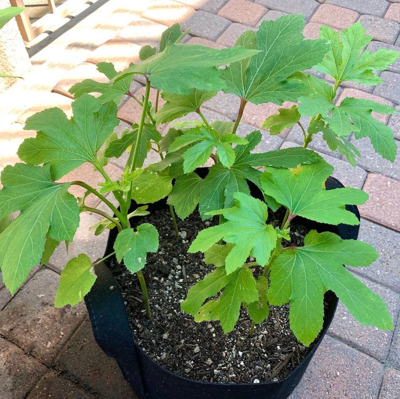 Baby Bubba Dwarf Okra Seeds