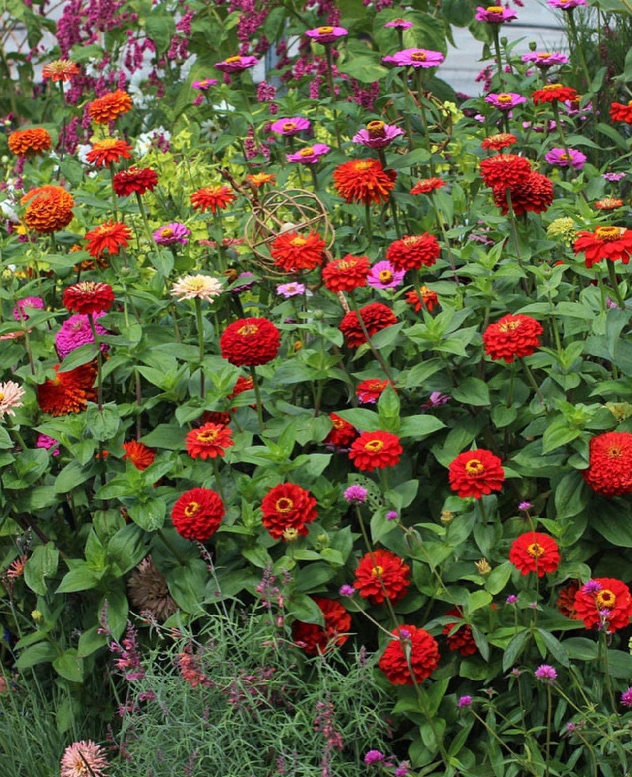 California Giant Zinnia Non-GMO Heirloom Seed Mix