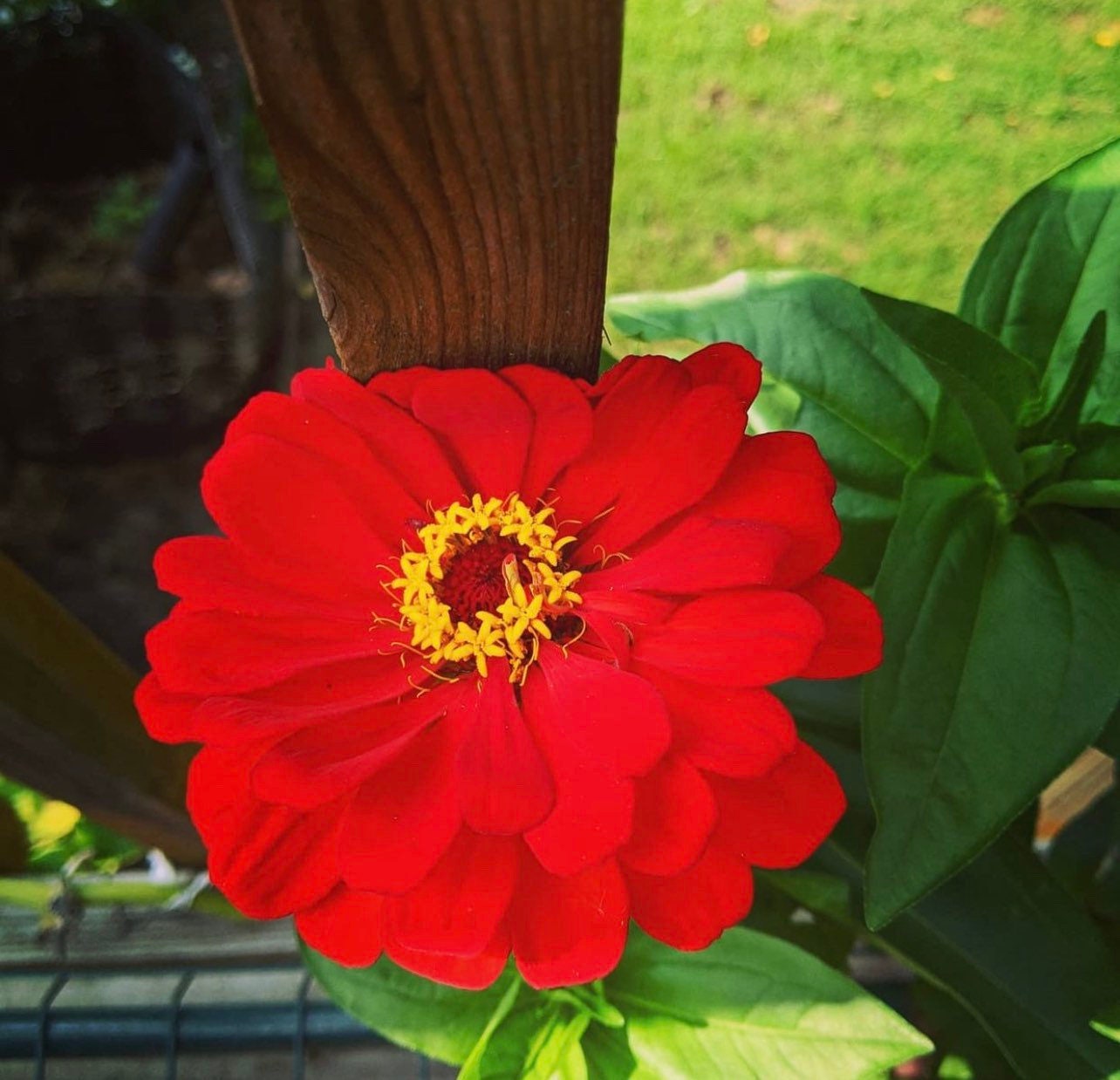 California Giant Zinnia Non-GMO Heirloom Seed Mix