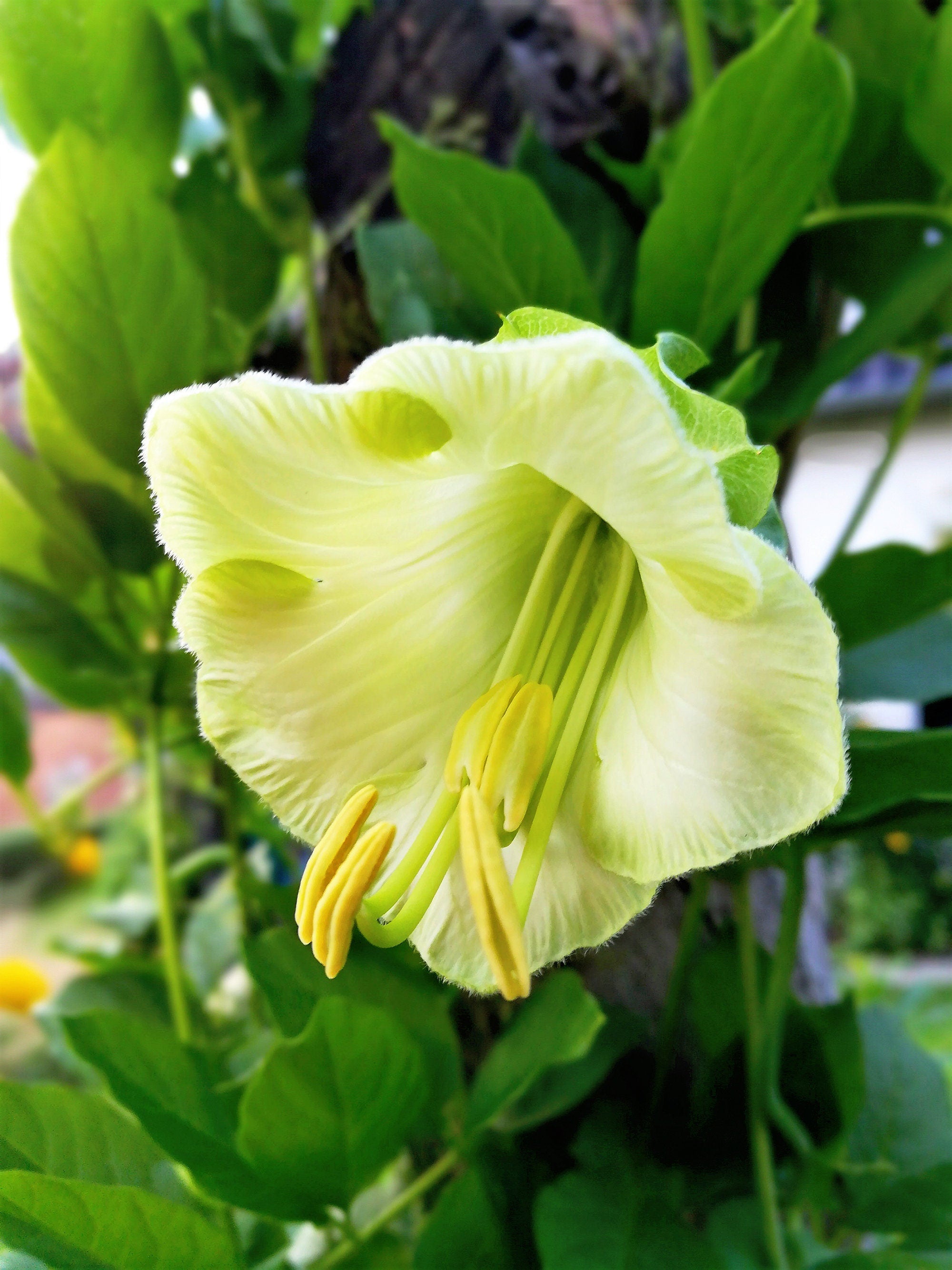 5 WHITE CATHEDRAL BELLS Vine Cup & Saucer Cobaea Scandens Alba Climber Hummingbird Flower Seeds