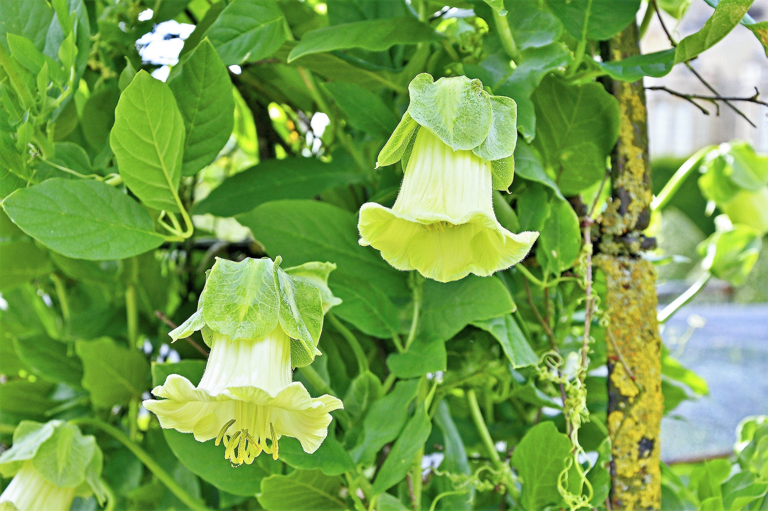 5 WHITE CATHEDRAL BELLS Vine Cup & Saucer Cobaea Scandens Alba Climber Hummingbird Flower Seeds