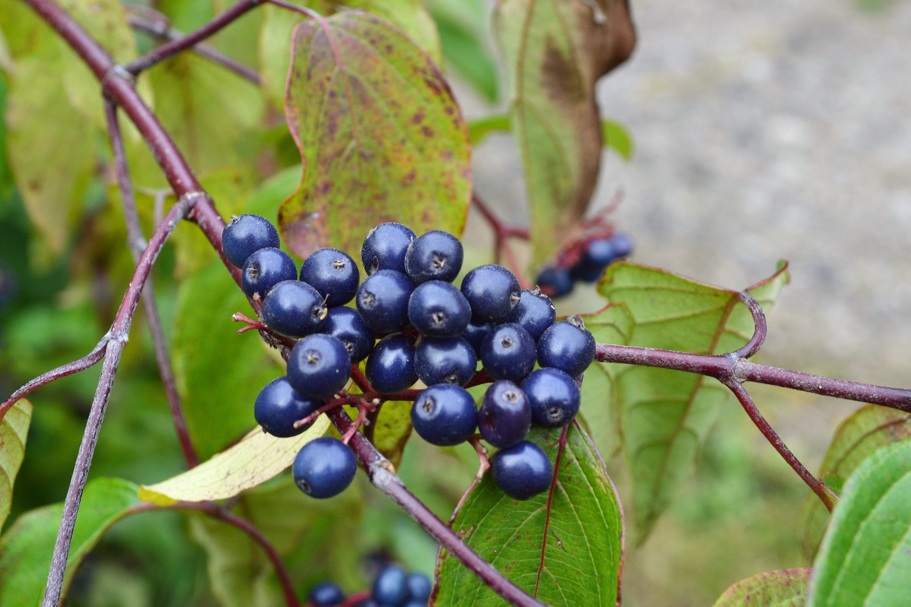 20 SILKY DOGWOOD Shrub Cornus Amomum syn. Coerulea Swida aka Kinnikinnik & Red Willow White Flower Silver Blue Berry Seeds