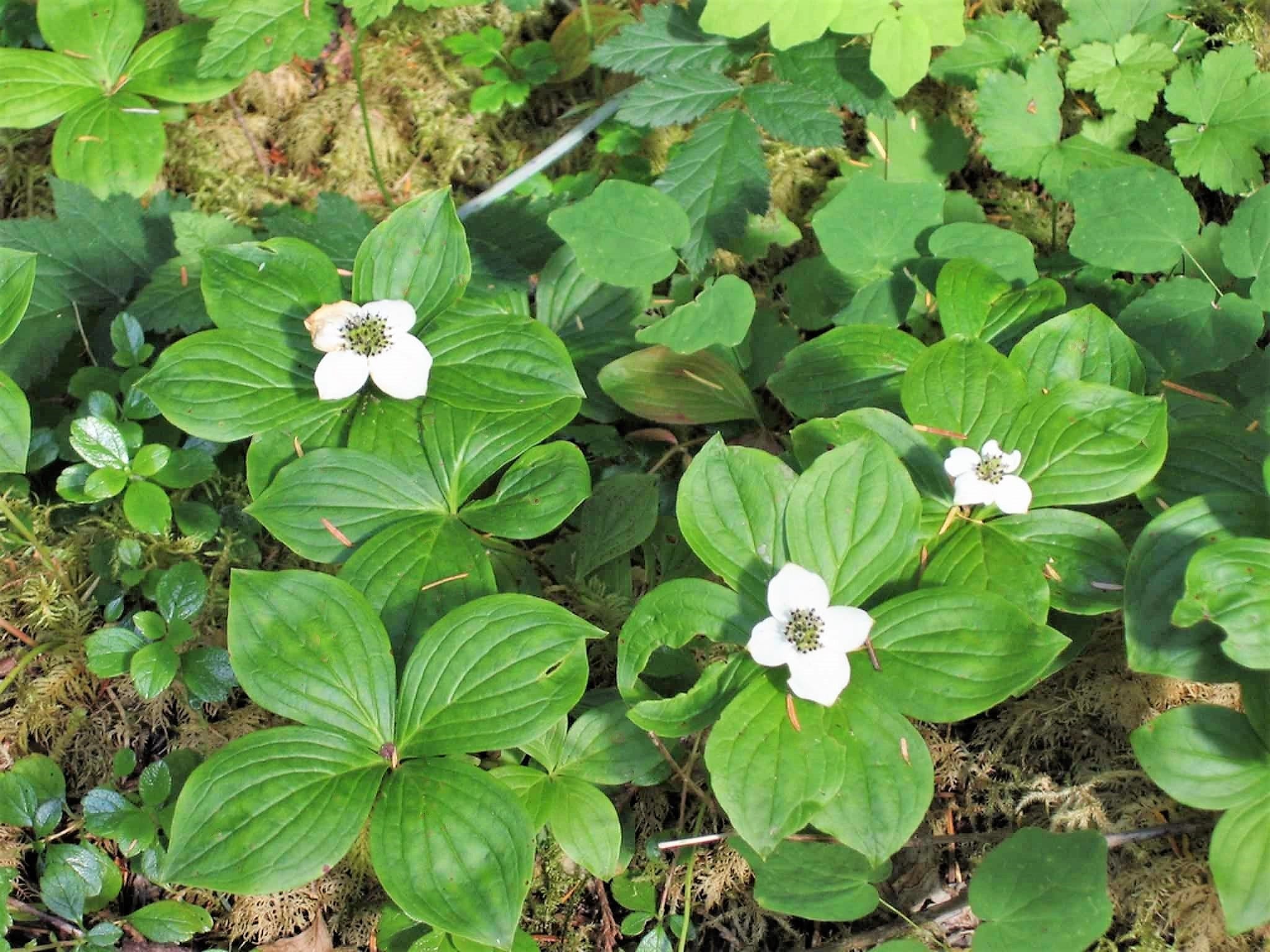 15 WESTERN BUNCHBERRY Alaskan Dogwood Canadian Cornus Unalaschkensis White Sun or Shade Groundcover Flower Edible Red Berry Herb Seeds