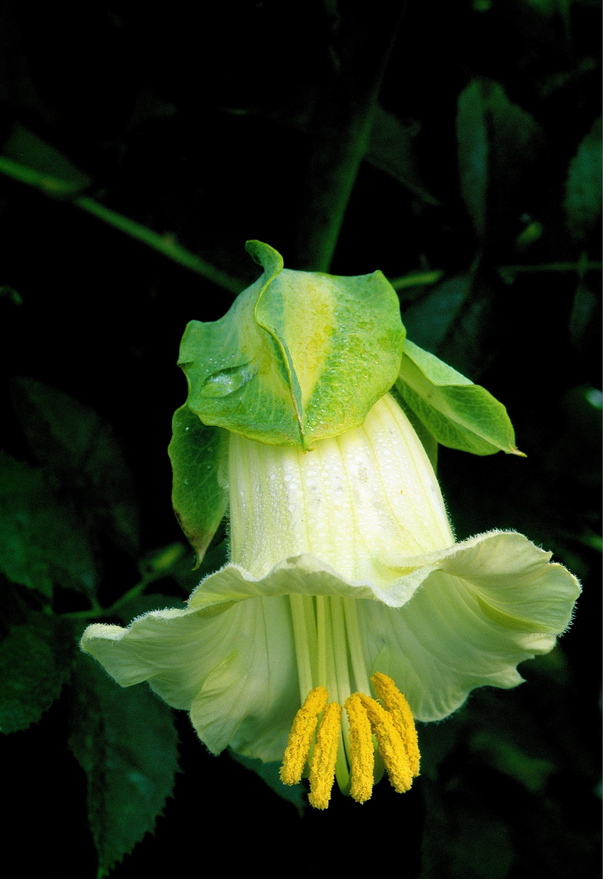 5 WHITE CATHEDRAL BELLS Vine Cup & Saucer Cobaea Scandens Alba Climber Hummingbird Flower Seeds
